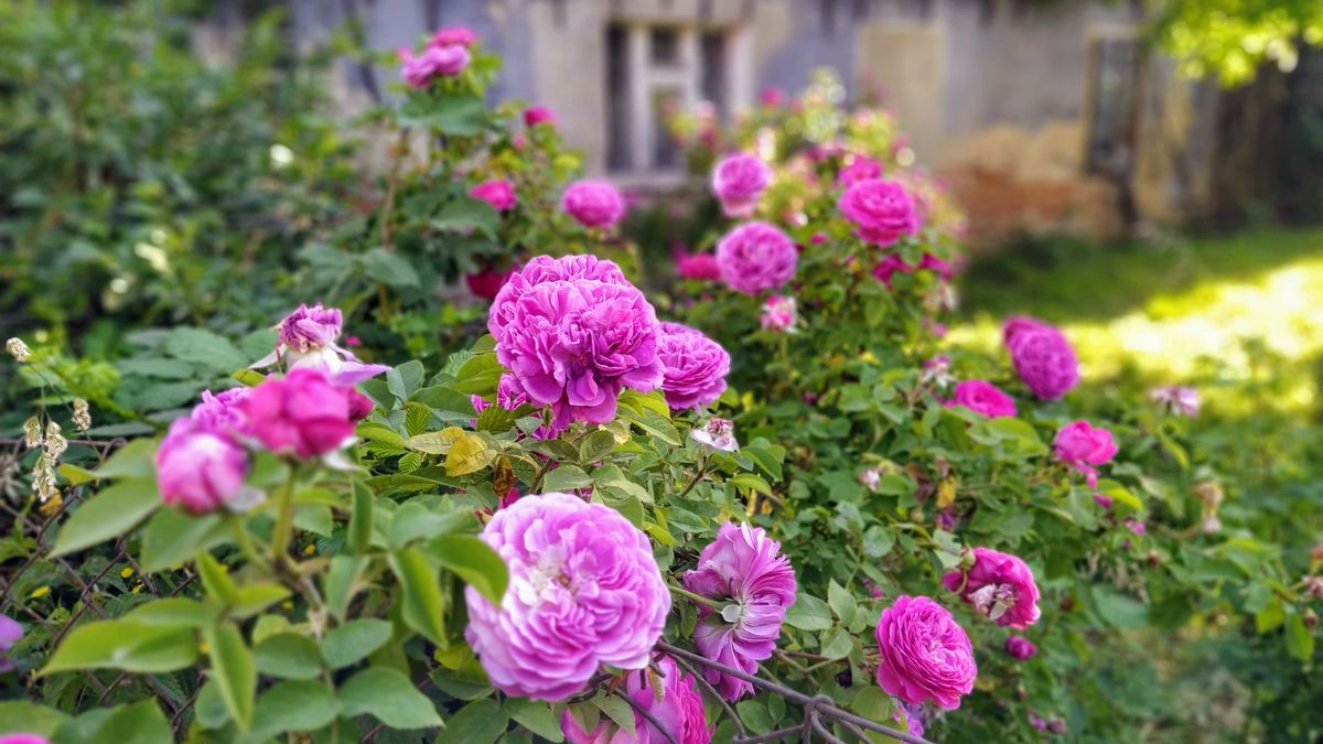 Róże stulistne przy gospodarstwie w Różynie