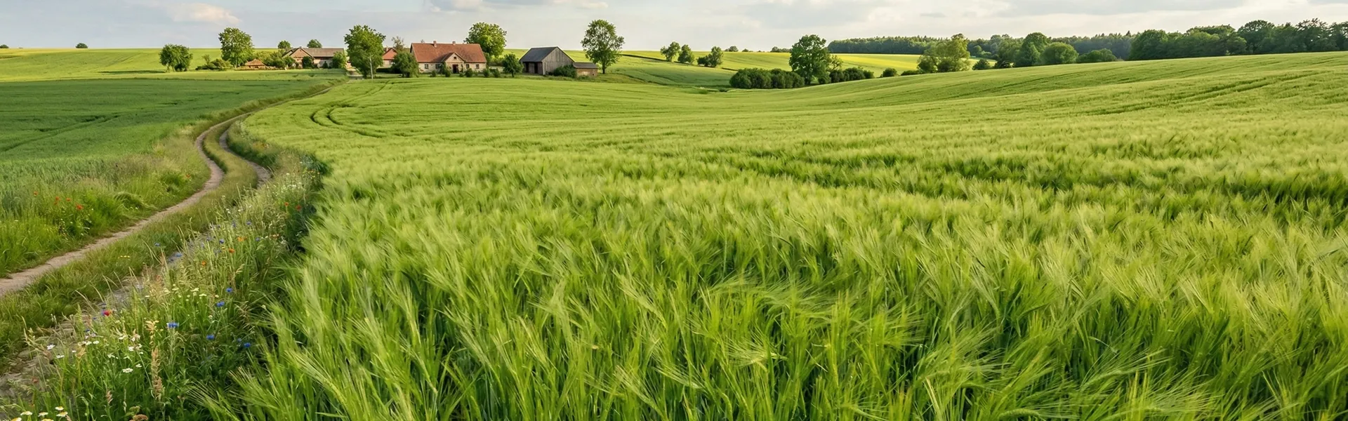 Zielone pole uprawne z gospodarstwem w tle